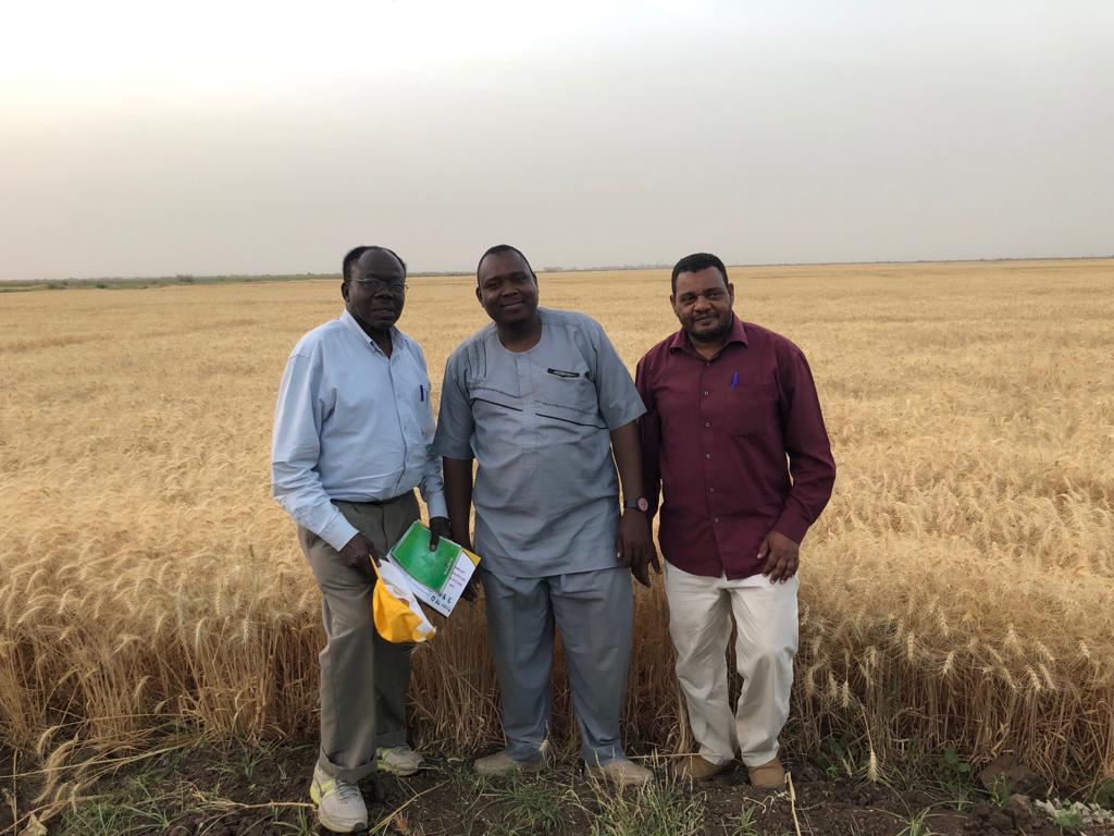 Tjoflcri's tweet photo. @WheatVelu My condolences to the entire Global wheat scientist community for this lost. Dr Abdallah was a great breeder. May his soul rest in peace as his legacy lives on. https://t.co/7pv9WLsRPl