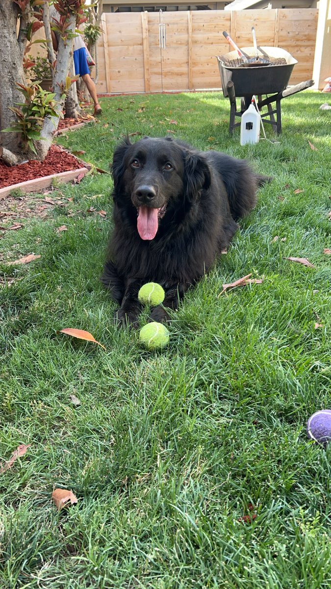 Mantis Toboggan tweet media