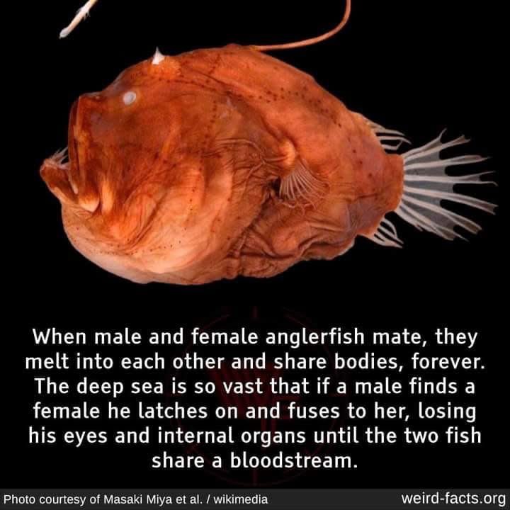 SarahCholwill's tweet photo. #fishlove https://t.co/wPY3uH4VOC