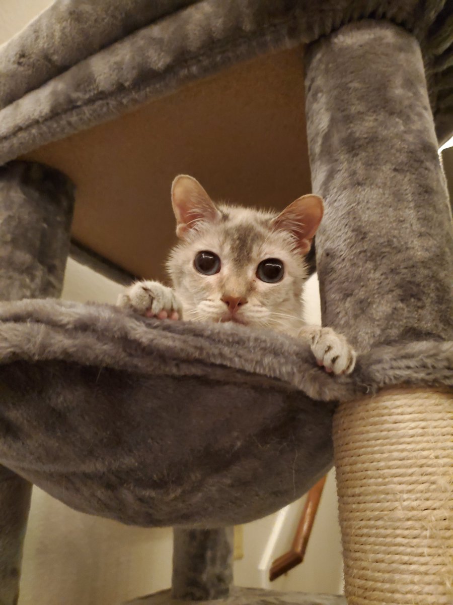 Not even 3 months after losing Iona, we just lost our baby girl Larka as well. Breathe easy robo kitty, and say hi to your sissy for us. 💔