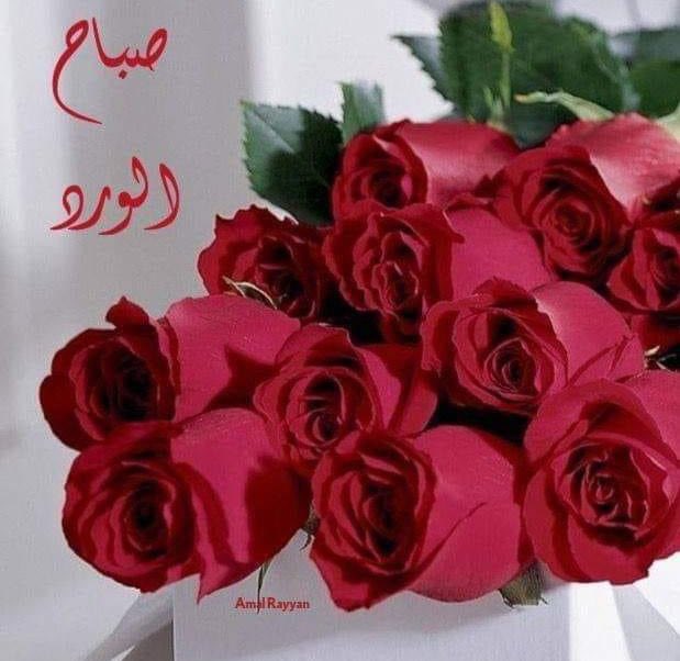 لا صـار قلبگ نضيف ⁧#ونيتـگ زينه 
خل البشر حكيها يـاكل حسـانيها 👌🏻