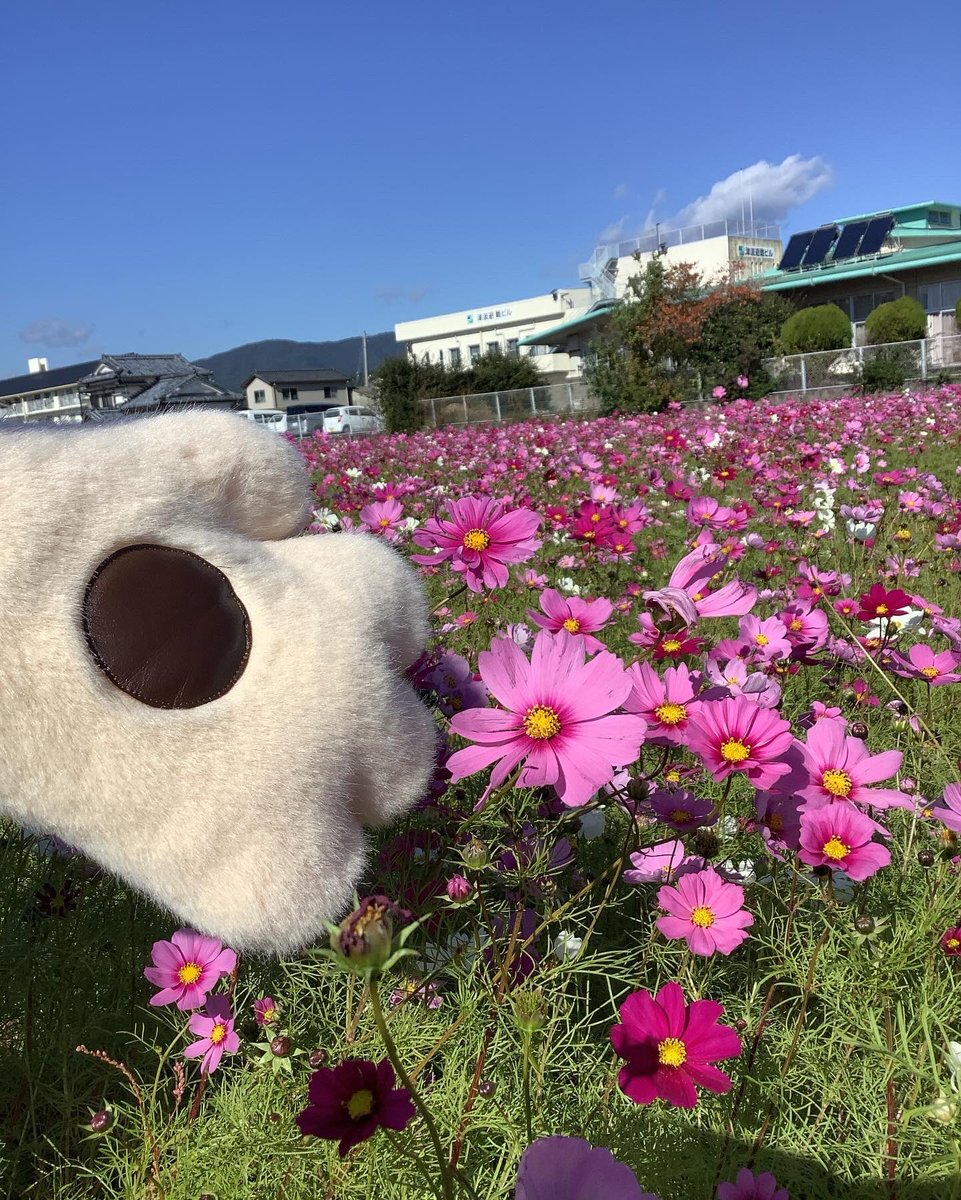 kinmenyan78's tweet photo. こんにちは〜
奈半利町役場の南側の田んぼに咲いてるコスモスにゃん❣️
綺麗に咲き誇ってたにゃん😺

#奈半利町 #きんめにゃん #コスモス #コスモス畑 #田んぼ #高知県 #高知 #なはり #花 https://t.co/KlNleJ5Iq5