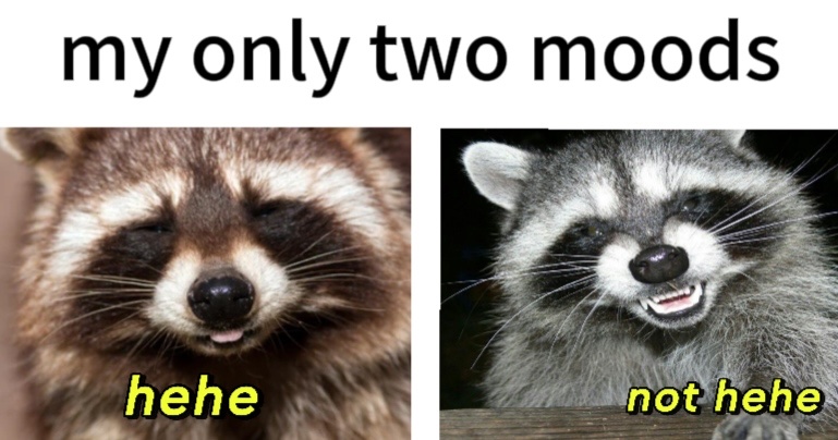 raccoon aesthetic. (@raccoonesthetic) on Twitter photo 