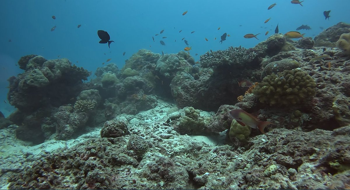Martha M. M. Daniel (@m3d_biology) on Twitter photo Fresh from the field— just had 20 days of following peacock mantis shrimp in the wild with <a href="/MatteoSanton/">Matteo Santon</a>! This work will show how mantis shrimp navigate and use their habitats. Thank you so much @neuroethology <a href="/CrustaceanSoci/">The Crustacean Society</a> <a href="/challengersoc/">Challenger Society</a> <a href="/ECSAssociation/">Estuarine & Coastal Sciences Association (ECSA)</a> and <a href="/DrMartinJohnHow/">Dr Martin John How</a> Fresh from the field— just had 20 days of following peacock mantis shrimp in the wild with <a href="/MatteoSanton/">Matteo Santon</a>! This work will show how mantis shrimp navigate and use their habitats. Thank you so much @neuroethology <a href="/CrustaceanSoci/">The Crustacean Society</a> <a href="/challengersoc/">Challenger Society</a> <a href="/ECSAssociation/">Estuarine & Coastal Sciences Association (ECSA)</a> and <a href="/DrMartinJohnHow/">Dr Martin John How</a>