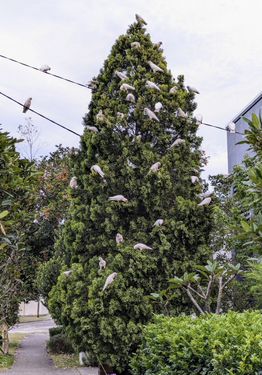 MerlinCrossley's tweet image. A stunningly beautiful real Christmas tree with real birds in Sydney