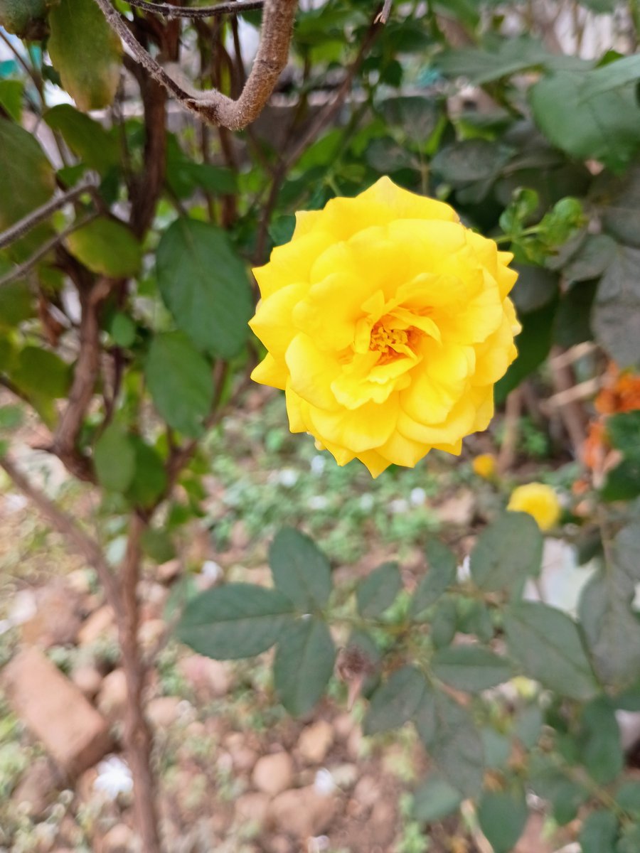 SakshiGirh23294's tweet photo. For you 💛
#Rose #NaturePhotography #yellow #friends #love #Decem https://t.co/yHrsZMZ6e1