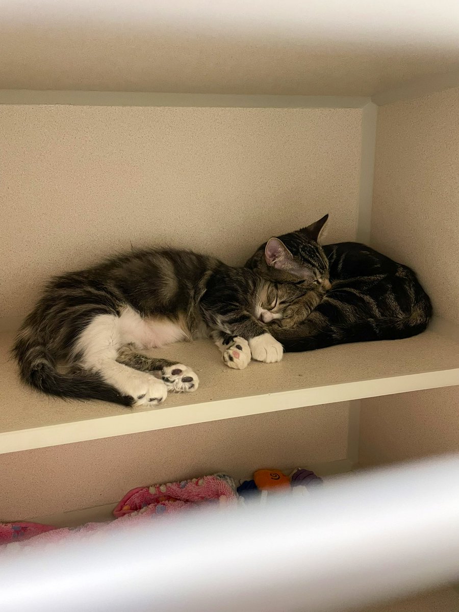 feederofcats's tweet photo. 📍 SF Bay Area

Dill and Fig are two of the most ridiculous kittens I've ever known. and guess what? they can be YOUR ridiculous kittens! like, in your house! 🤯 

these sweet boys are now on PetFinder for pre-adoption! https://t.co/chblGb3Hoc https://t.co/QKcX1njPxn