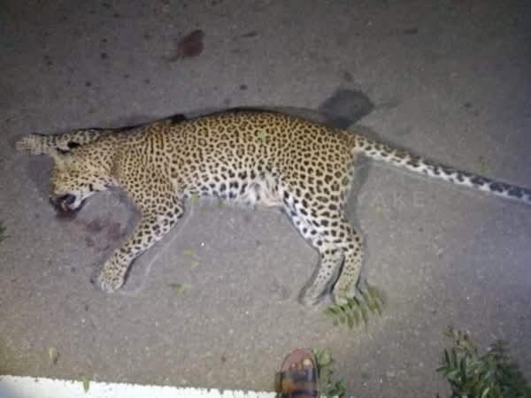leopocon's tweet photo. ROAD KILL! 2024.12.02

Local neighbors provided the Department of Wildlife with information that led to the recovery of a female leopard's carcass following an automobile accident from the Udawalawa area. 
@AzzamAmeen @Jamz5251 @SriLankaTweet 
#LEOPOCON #conservation #wildlife https://t.co/NgflTSTEnl