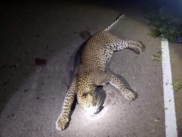 ROAD KILL! 2024.12.02

Local neighbors provided the Department of Wildlife with information that led to the recovery of a female leopard's carcass following an automobile accident from the Udawalawa area. 
<a href="/AzzamAmeen/">Azzam Ameen</a> <a href="/Jamz5251/">Jamila Husain</a> <a href="/SriLankaTweet/">Sri Lanka Tweet 🇱🇰</a> 
#LEOPOCON #conservation #wildlife