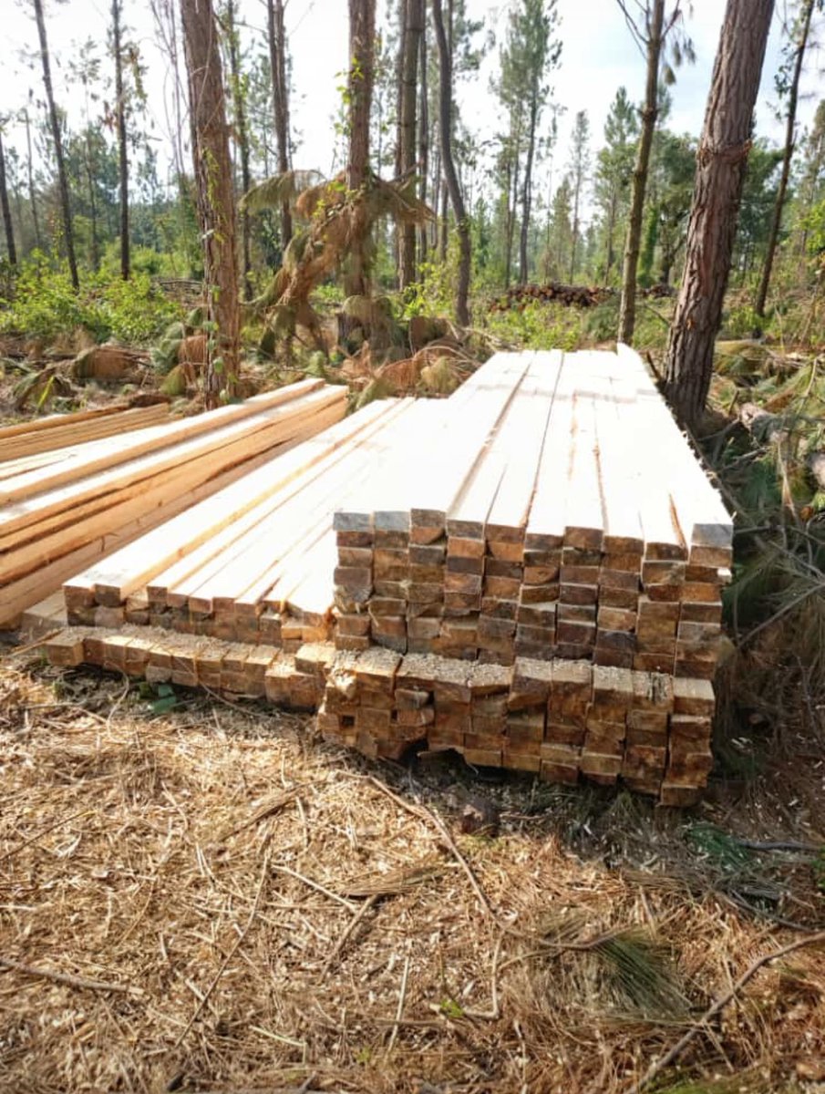DiplineInvCoLtd's tweet photo. Timber is an essential need in construction and finishing so in for us as a company we are ready to supply you all with timber and furniture,  for any need feel free to contact us on 0778859700 also on WhatsApp and the dm is open https://t.co/46Ff76iqr3