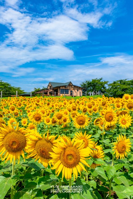 夏空とひまわりが待ち遠しい