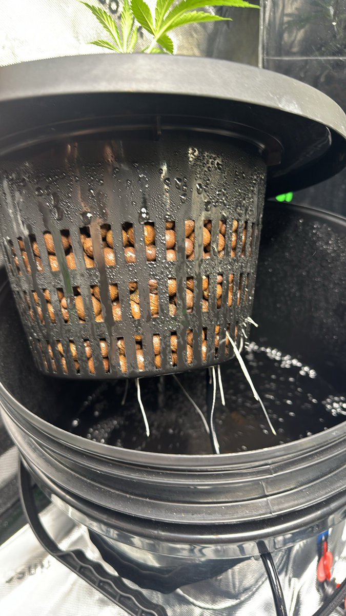 Chemmy Lemmy F4 man the roots are explosive on this thing there 1 one little root showing 2 days ago. Can’t wait to see how this first RDWC run goes these Fired Up Cap Junky x Fire As Fuck are looking amazing aswell.