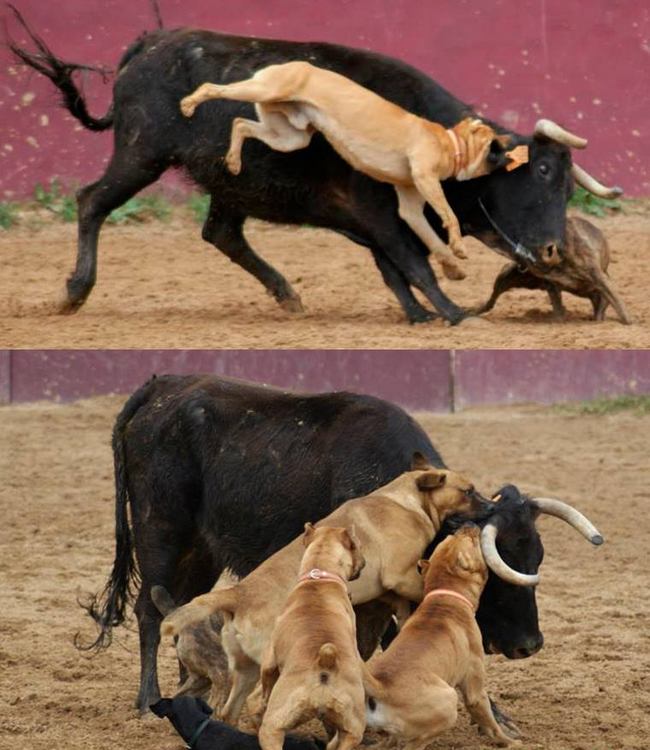 ruben_prz's tweet photo. Así se divertía el rejoneador portugués João Moura Jr, organizando peleas de perros y un becerro.

En 2022 su padre fue acusado de 18 delitos de malos tratos tras descubrir a varios perros desnutridos en su finca de Monforte.

Violencia aprendida. https://t.co/AqVmZ7tRDI