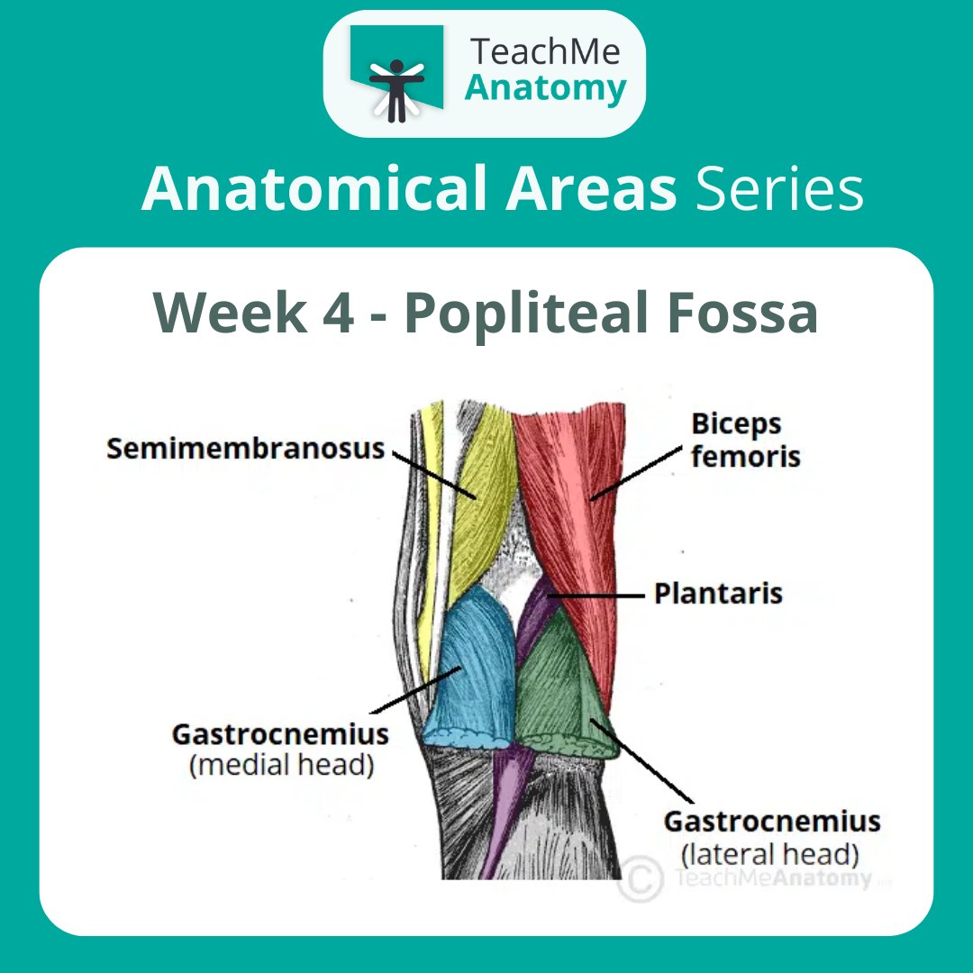 TeachMe_Support's tweet image. This week in the Anatomical Areas Series: Popliteal Fossa! Scroll through for a summary of its borders and contents. Read the full article: teachmeanatomy.info/lower-limb/are… #medicalstudent #medicine #medstudent #medicalschool #medschool #physician #futuredoctor #premed #studymotivation