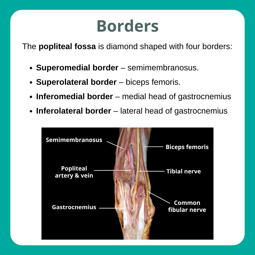 TeachMe_Support's tweet image. This week in the Anatomical Areas Series: Popliteal Fossa! Scroll through for a summary of its borders and contents. Read the full article: teachmeanatomy.info/lower-limb/are… #medicalstudent #medicine #medstudent #medicalschool #medschool #physician #futuredoctor #premed #studymotivation