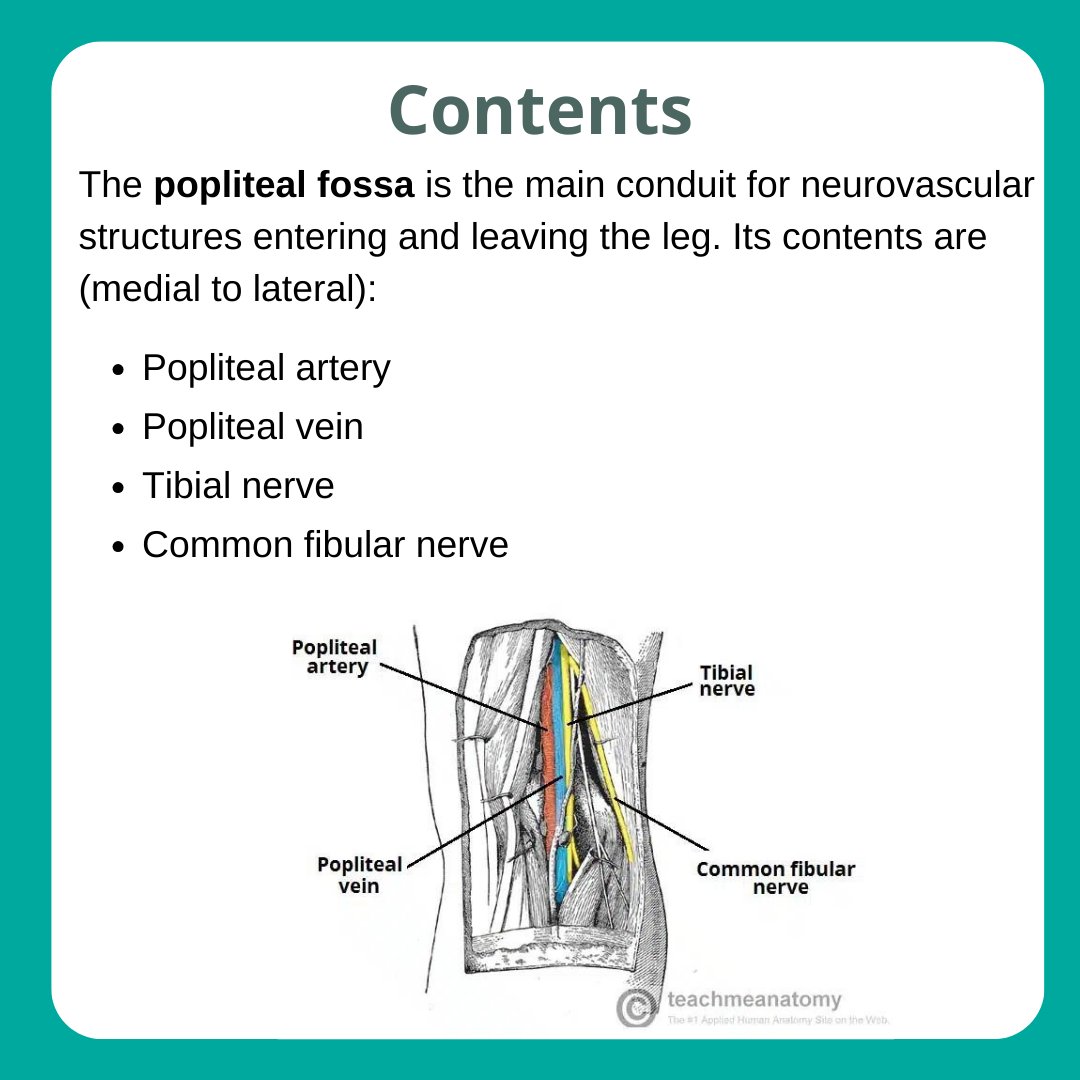 TeachMe_Support's tweet image. This week in the Anatomical Areas Series: Popliteal Fossa! Scroll through for a summary of its borders and contents. Read the full article: teachmeanatomy.info/lower-limb/are… #medicalstudent #medicine #medstudent #medicalschool #medschool #physician #futuredoctor #premed #studymotivation
