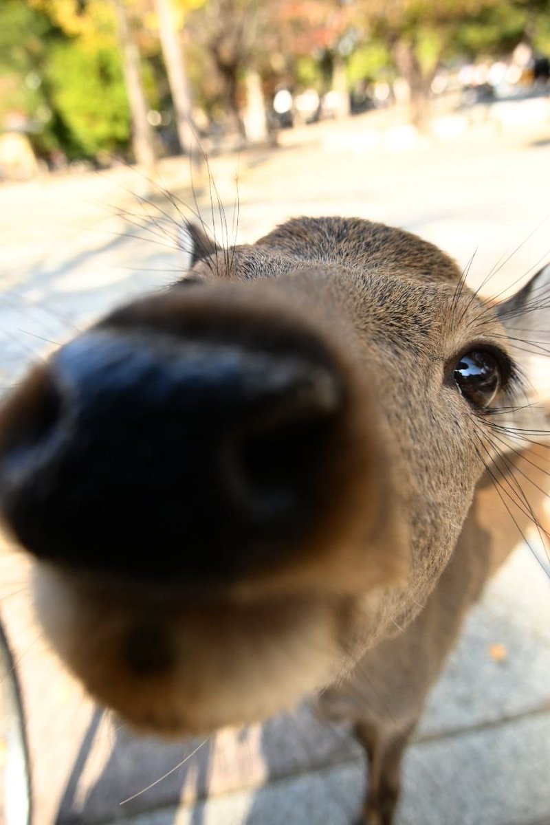 If someone wants to be my headlights, then I'll be your deer