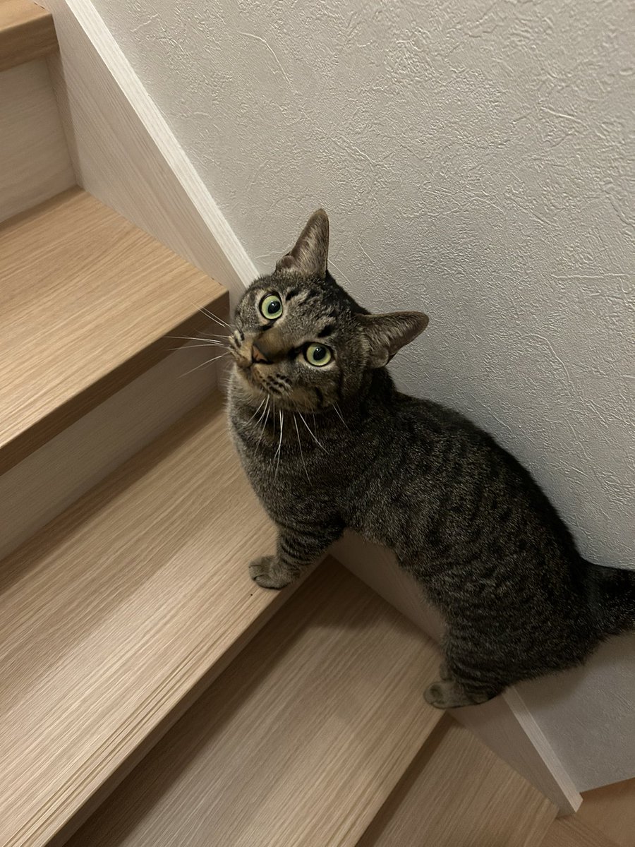 itmnnnnn's tweet photo. 猫を病院に連れて行ったとき手噛まれて結構痛かった。血出てたところに絆創膏貼ったらこれ。普段からよく噛む子だけど、普段のはまだ加減してくれてたんだ…と思った。 https://t.co/65Zujvk72h