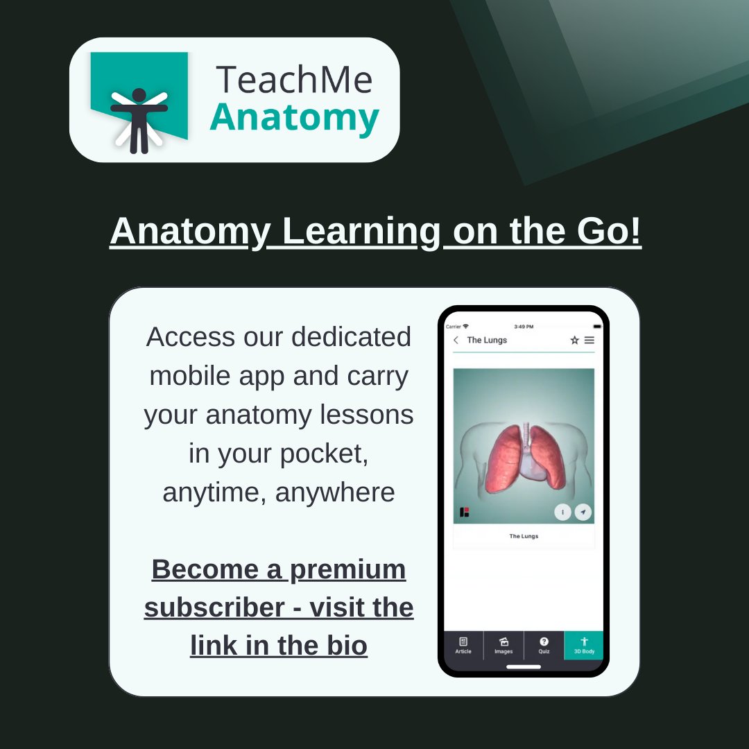 TeachMe_Support's tweet image. &quot;Unlock premium knowledge and acess your anatomy lessons in your pocket anytime, anywhere with TeachMeAnatomy Premium 🗝️

Find out more: teachmeanatomy.info/sign-up/&quot;