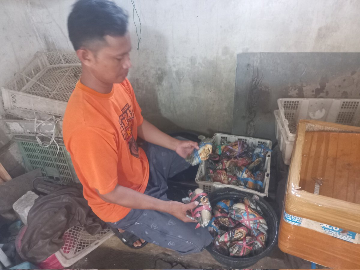 je_vico's tweet photo. Kamis, 28/11/24, Jeffiko, Luhkan Kab. Probolinggo Di Kolam Bp. M. Rifa'i (Sumber Abadi) Ds. Pesisir mendampingi Panen Kepiting, sebanyak 105kg luas kolam 1000 m² Size 300-400gr Harga 190.000/kg

#GiatLuhkanSatminkalBWI #probolinggoo #Panen @bppp_banyuwangi @puslatluhkp @brsdm_kp https://t.co/T9EkB8NAAX