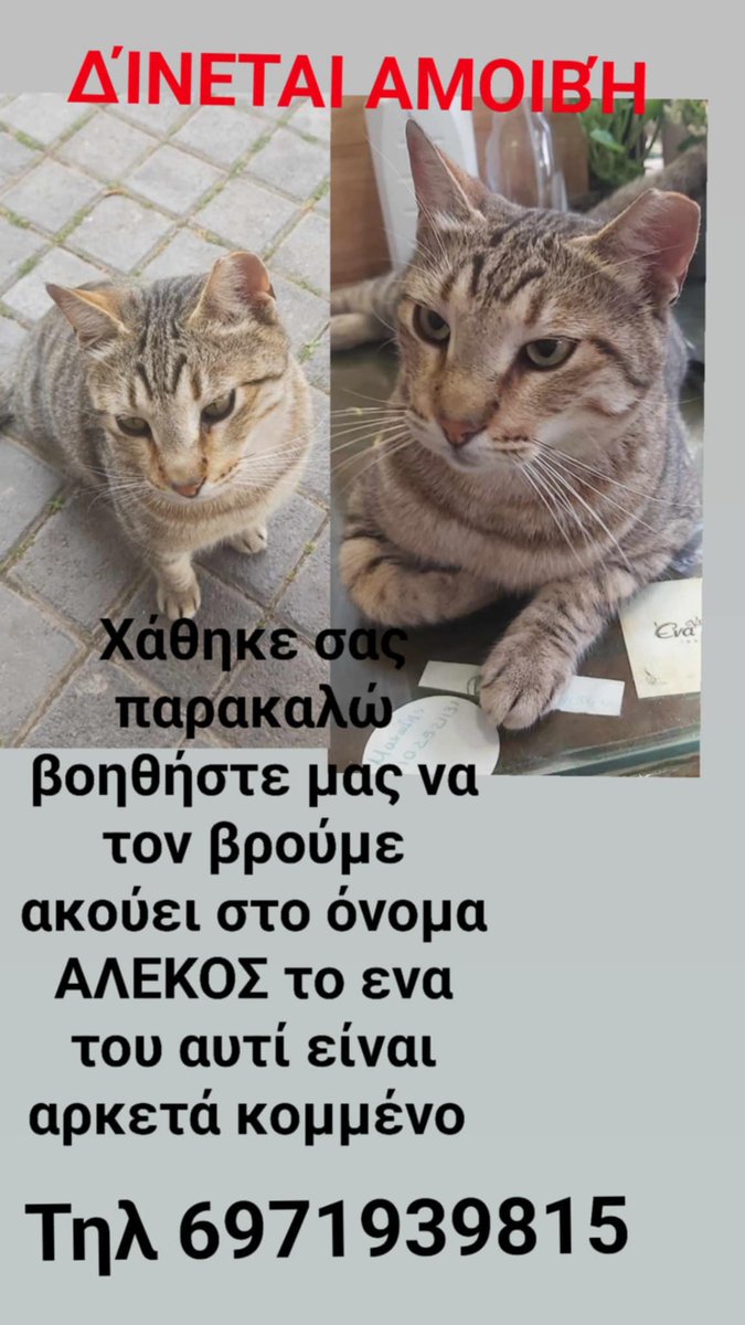 theofania_may's tweet photo. Χάθηκε Ανθαγορα στους Θρακομακεδόνες!
Ακούει στο όνομα Αλέκος.
Έχει αρκετά κομμένο το ένα του αυτάκι.
Δινεται αμοιβή. Τηλ 6971939815 https://t.co/qmSF25OwEa