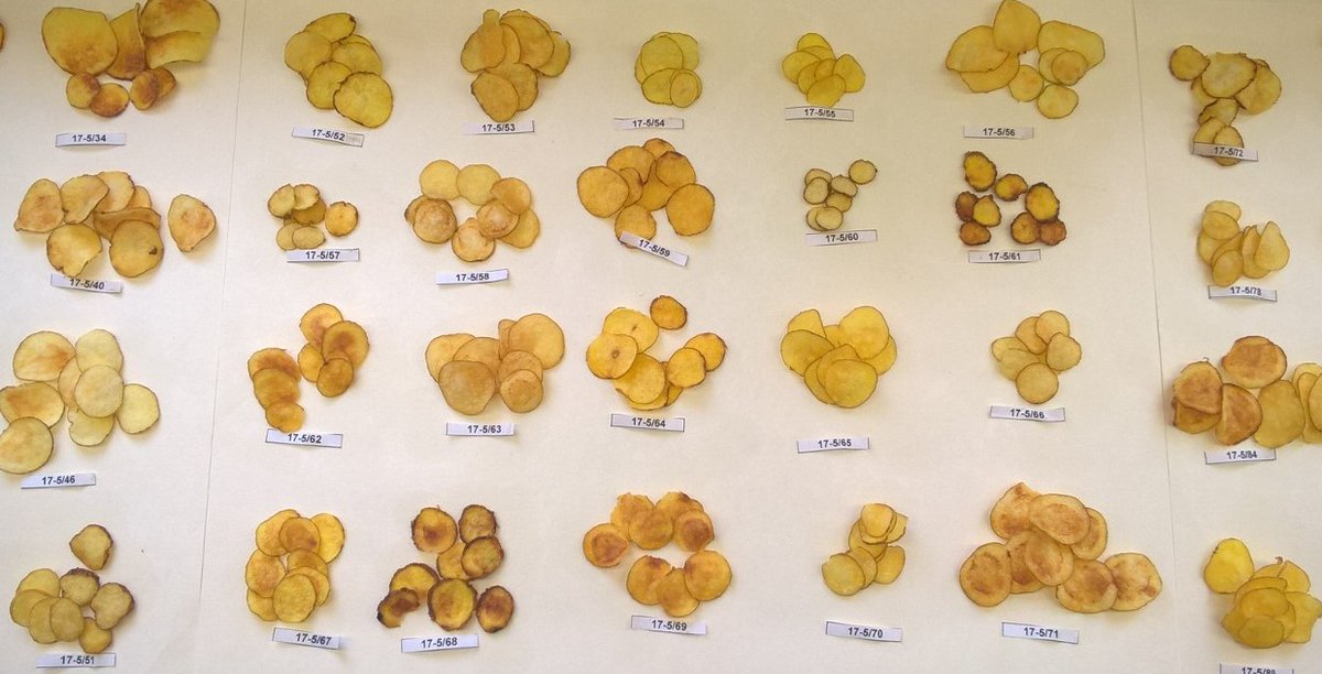 Jadwiga Śliwka (@jadwiga_sliwka) on Twitter photo Effect of Cytoplasm Types T and D on Quantitative Trait Loci for Chip Color and Proline Content in Potato Tubers in a Diploid Potato Population mdpi.com/3064966 #mdpiagronomy via <a href="/Agronomy_Mdpi/">Agronomy MDPI</a>
mdpi.com/2073-4395/14/1… Effect of Cytoplasm Types T and D on Quantitative Trait Loci for Chip Color and Proline Content in Potato Tubers in a Diploid Potato Population mdpi.com/3064966 #mdpiagronomy via <a href="/Agronomy_Mdpi/">Agronomy MDPI</a>
mdpi.com/2073-4395/14/1…
