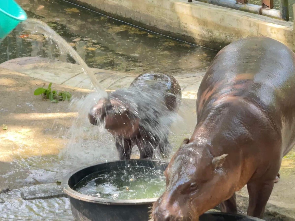 KhaokheowZoo's tweet photo. โหวตให้ #หมูเด้ง หน่อยนะ

https://t.co/pyFQcWU92y โหวตที่ลิ้งนี้ค่ะ https://t.co/e2GFmtHaHx