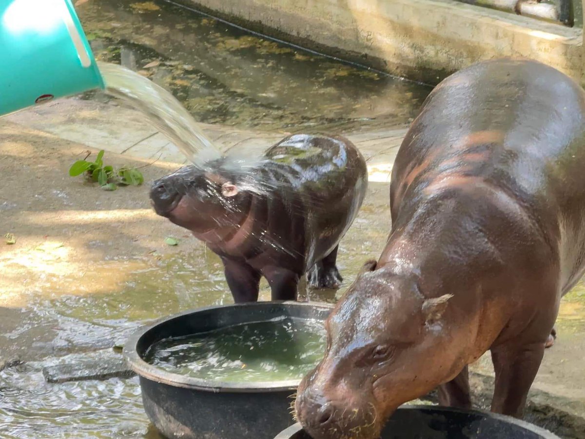KhaokheowZoo's tweet photo. โหวตให้ #หมูเด้ง หน่อยนะ

https://t.co/pyFQcWU92y โหวตที่ลิ้งนี้ค่ะ https://t.co/e2GFmtHaHx