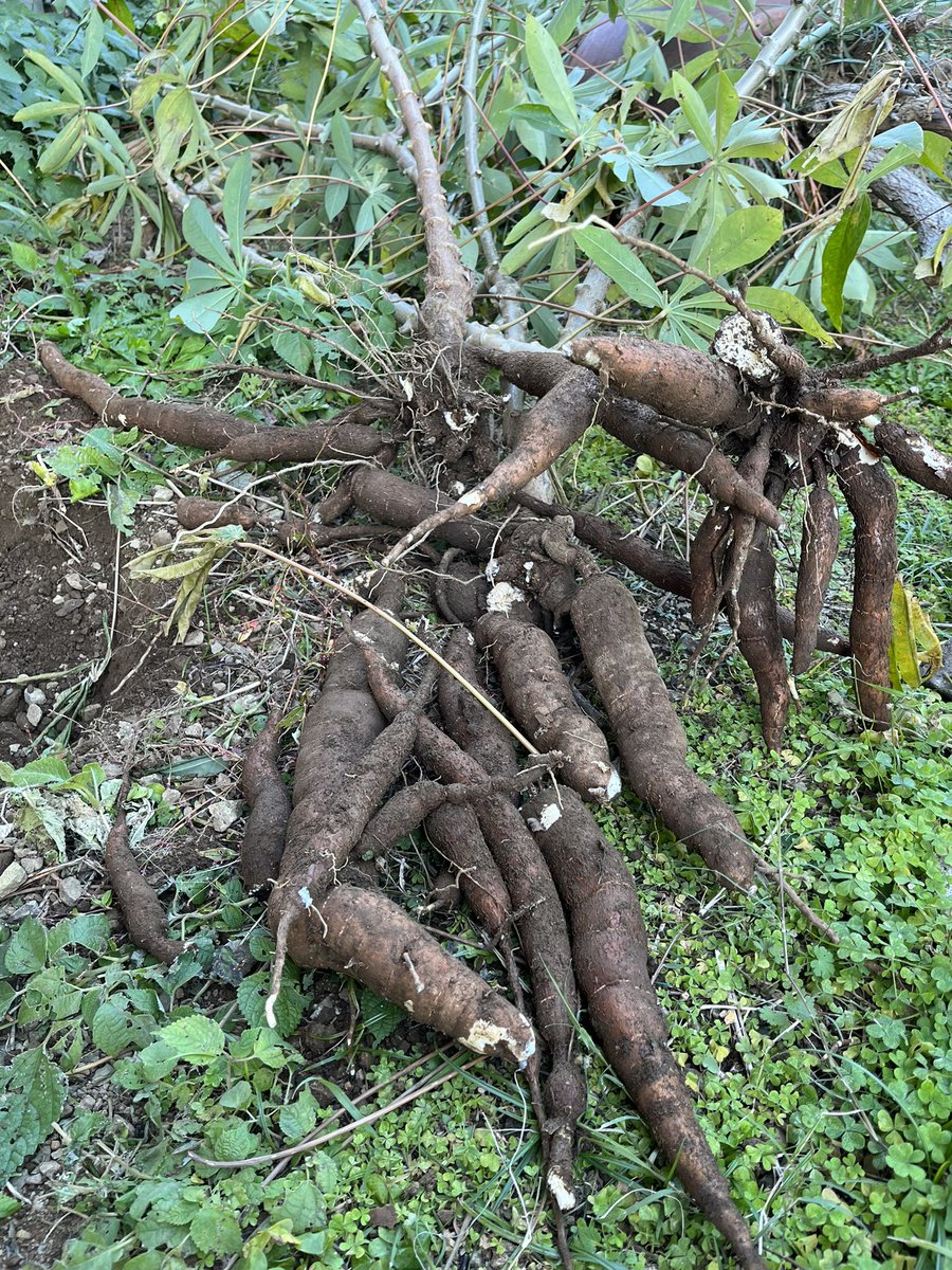 PAPA_U_Gee's tweet photo. Harvested Cassava !!!
Give thanx
キャッサバ 2回目の収穫 今日は3本
いい感じです
あと4本来週ぐらいに収穫
収穫後は すぐ皮剥いて 水につけます
明日 茹でで 天日干ししてから食べな分は冷凍保存
収穫 ありがたいです♪
#キャッサバ #cassava #kitekifarm #papaugee #パパユージ https://t.co/sphAXmz4Wl