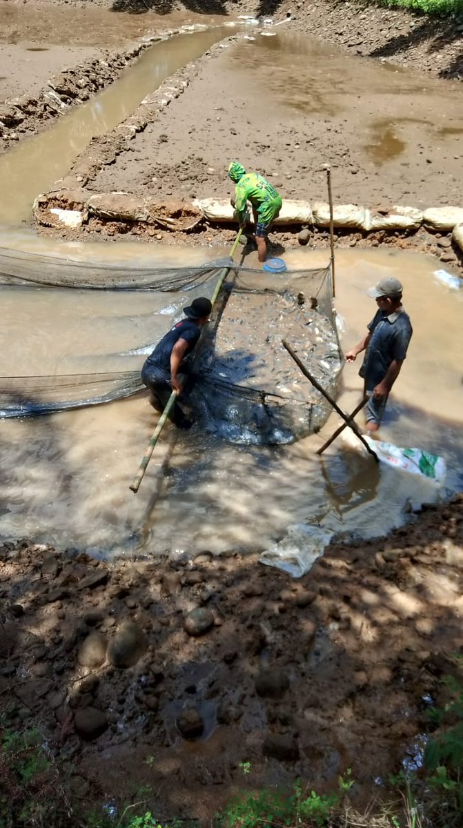 sendygita's tweet photo. Senin 02/12/2024 LUHKAN Bengkulu Utara Ds Tambak Rejo Sendy Gita Lestari,https://t.co/76250YQ7Ky.Pi mendata panen ikan nila di kolam Ineh total 2.325 kg hrg Rp.21.000
#luhlapor
#panen 
#GiatLuhkanSatminkalBRPPUPP
@pusluh_bppsdm @bppsdm_brppupp https://t.co/wGejeAWwMu