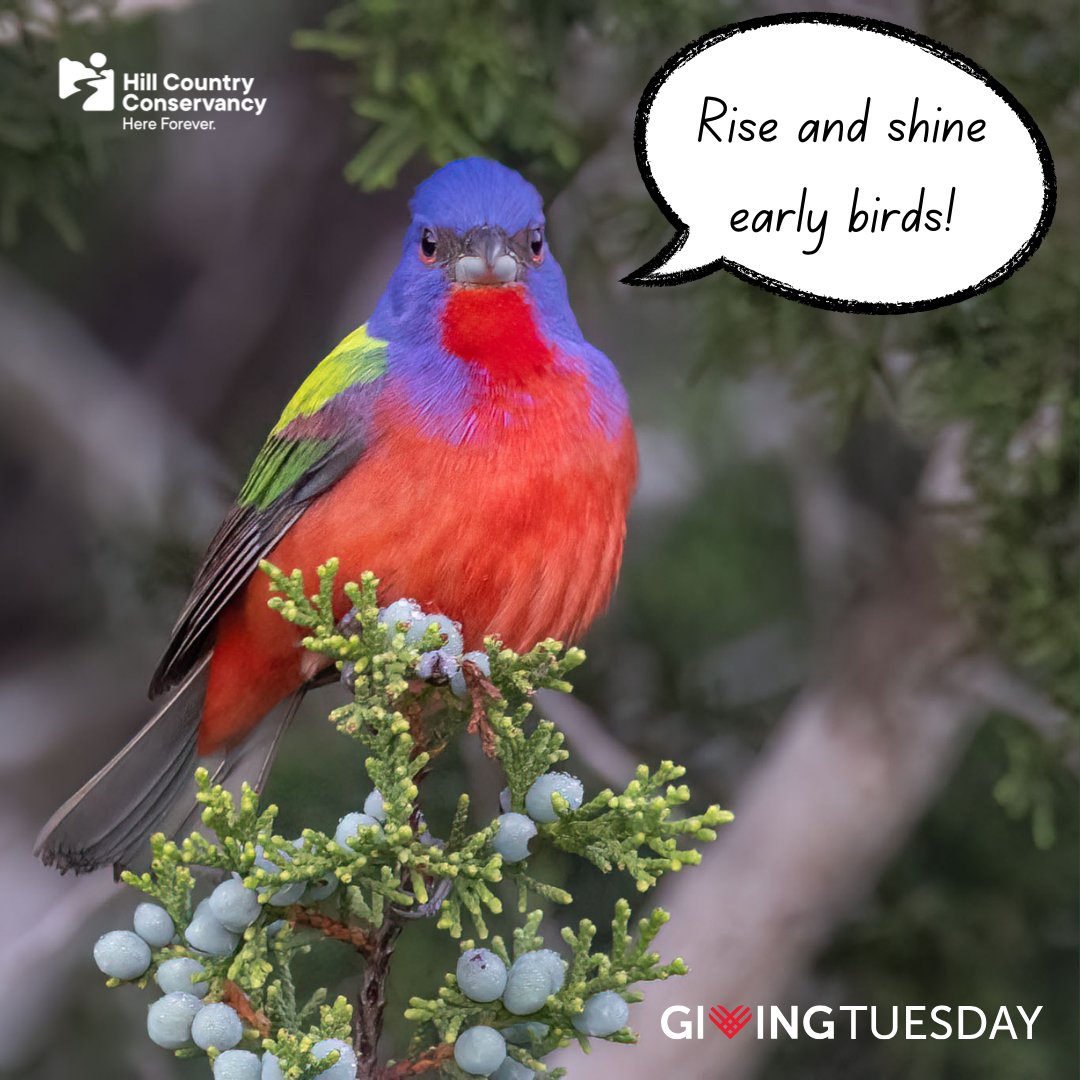🌅 Rise and shine, early birds! 🐦

It’s Giving Tuesday—the largest 24-hour giving event of the year! Today is your chance to protect the lands and waters of the Hill Country for generations to come.

Donate here: hillcountryconservancy.org/giving-tuesday…

#HereForever #GivingTuesday