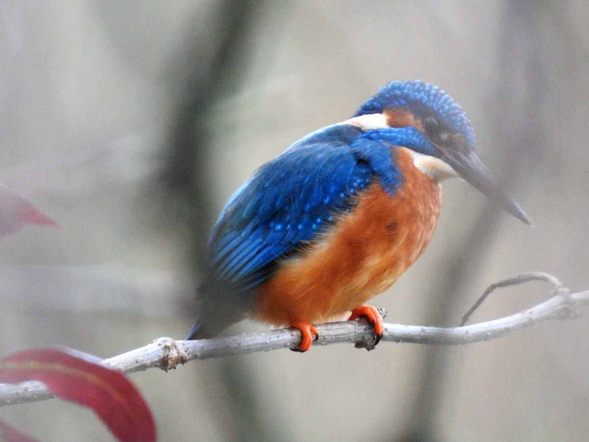 East London Kingfishers tweet media