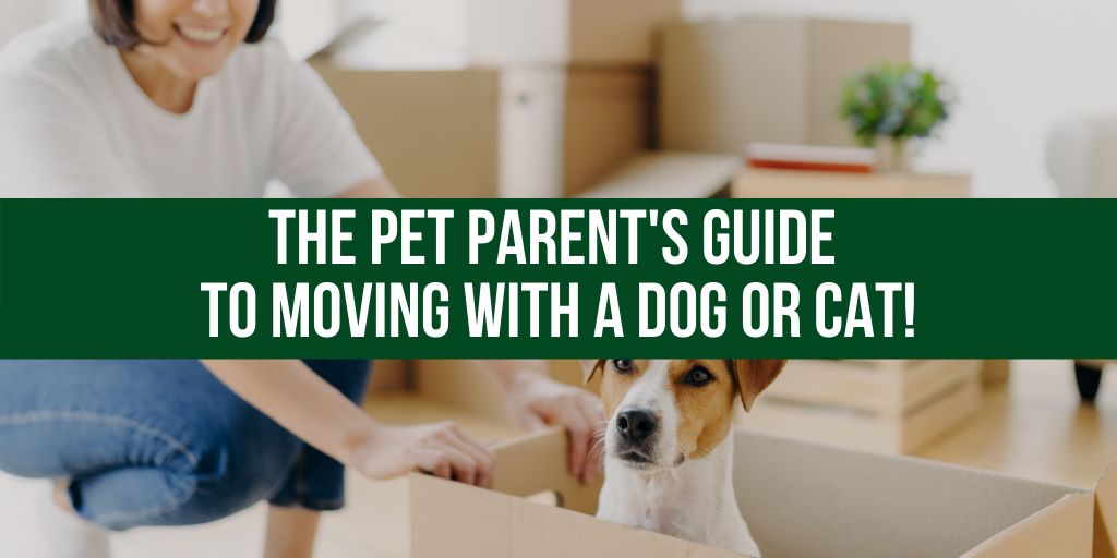 CKHomes4Sale's tweet image. The Pet Parent’s Guide to Moving With a Dog or Cat buff.ly/3eBkXP3 #REalEstate