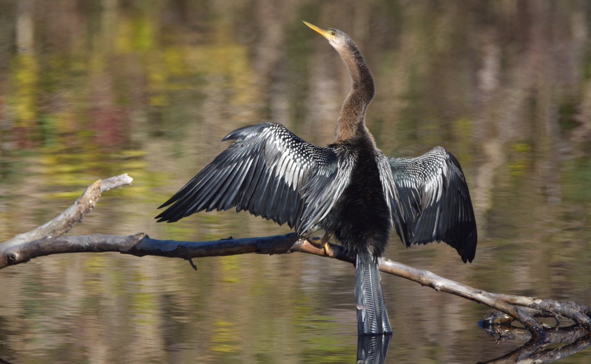 JonMcCachren's tweet photo. @kirola_hemant Anhinga. Lake Mattamuskeet, North Carolina. https://t.co/nRgEDXFIJi