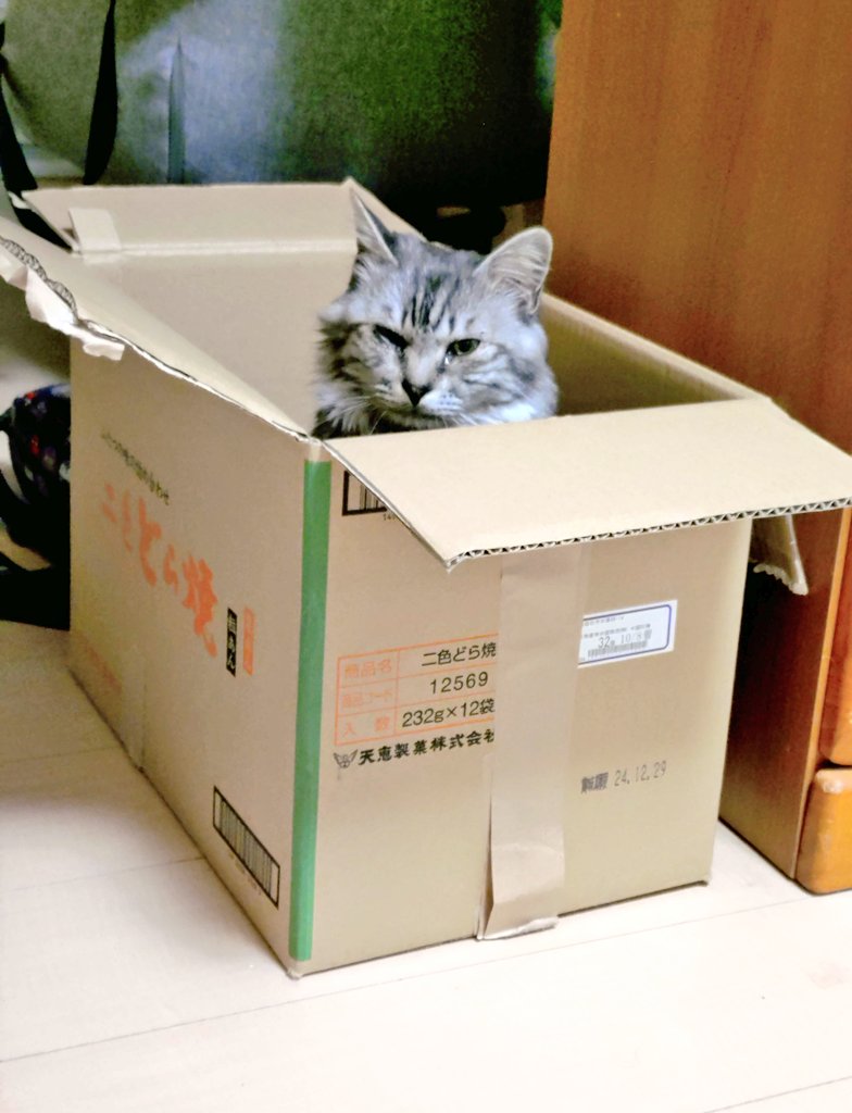 kaoruo1111's tweet photo. おいてけぼりをくって段ボール箱の中でいじけてた猫。
ふてくされるのもほどほどに＝「ふてほど」
#猫のいる暮らし https://t.co/QrzbNQBG23