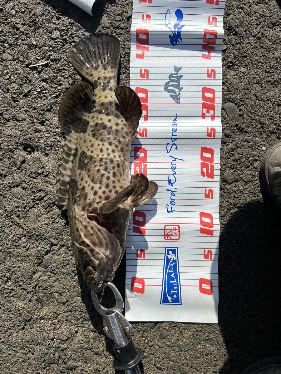 y70387013's tweet photo. ロックフィッシュの中で同サイズだったらチャマルが1番引く☝️ https://t.co/BKSFKuLuPL