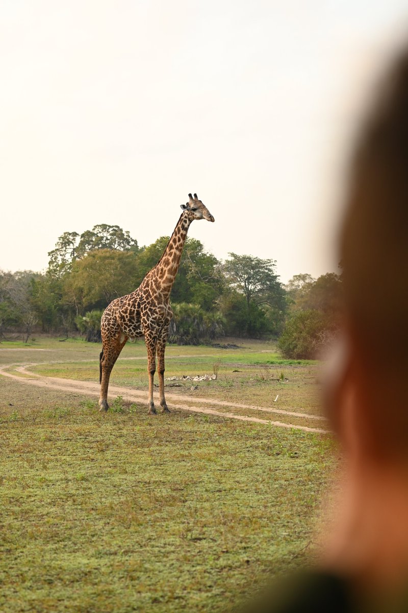 Behind the scenes while filming Rufiji River Camp with Foxes Safari Camps - Southern Tanzania. It was the first sited camp to be built in the north-eastern photographic section of Nyerere, the largest national park in Africa. 

instagram.com/reel/DDG3xIlCt…