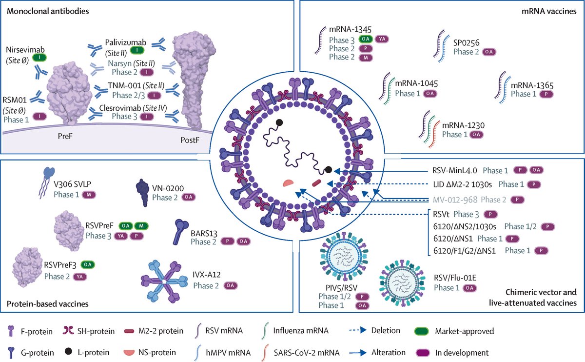 The Lancet (@thelancet) on Twitter photo Respiratory syncytial virus (RSV) is a major cause of illness and death in infants and older adults.
A Review in <a href="/TheLancetInfDis/">The Lancet Infectious Diseases</a> discusses the different RSV vaccines available and emphasizes the need to ensure these vaccines reach the most vulnerable: hubs.li/Q02-5q340 Respiratory syncytial virus (RSV) is a major cause of illness and death in infants and older adults.
A Review in <a href="/TheLancetInfDis/">The Lancet Infectious Diseases</a> discusses the different RSV vaccines available and emphasizes the need to ensure these vaccines reach the most vulnerable: hubs.li/Q02-5q340