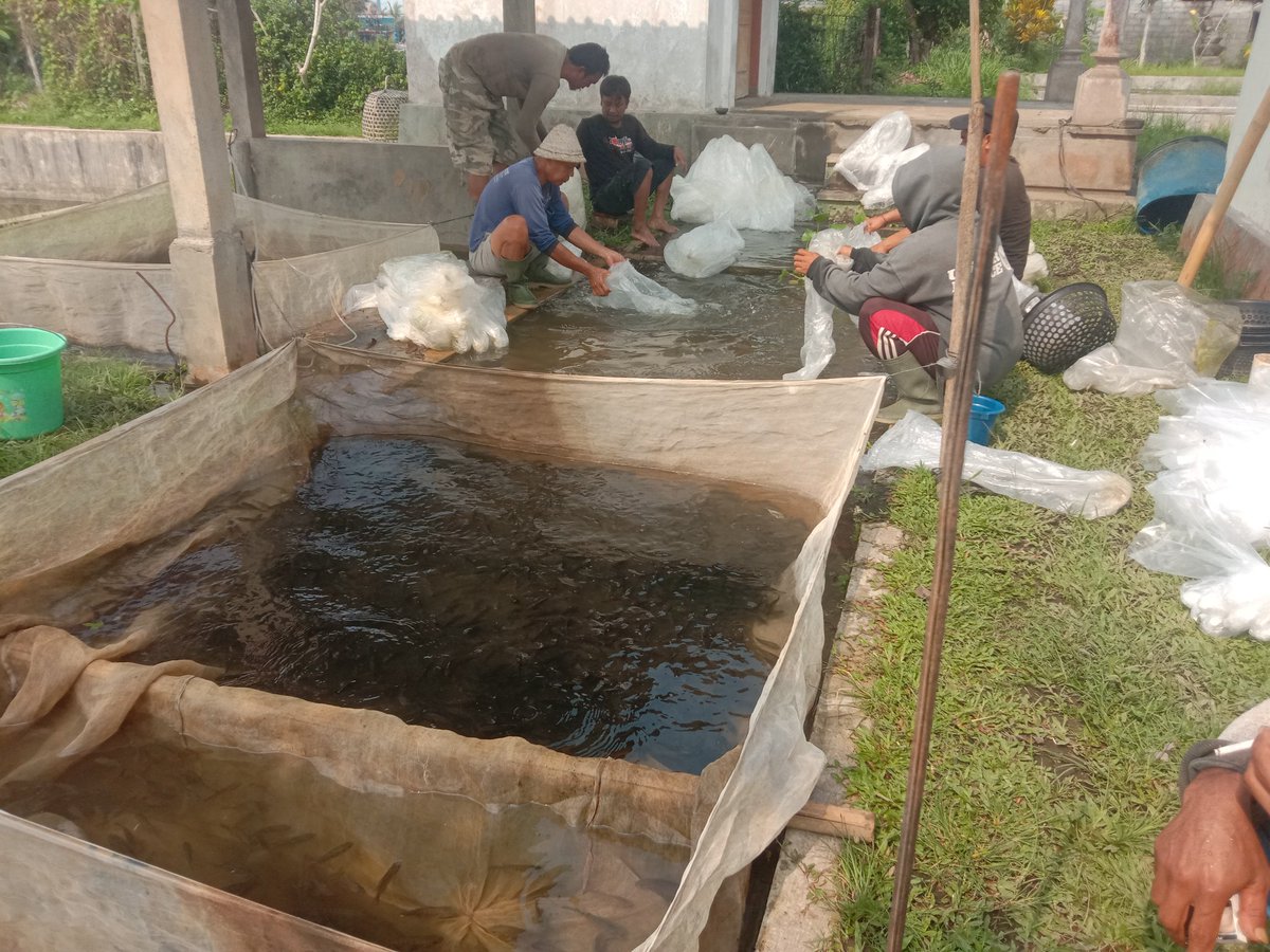 paramarta080's tweet photo. Jumat,(15/11),I Gede Putu Paramarta,Luhkan Kab.Bangli di POKDAKAN Mina Tirta Sari Desa Sulahan,mendampingi panen benih nila sebanyak 14000 ekor,ukuran 9 cm,luas lahan 400 M2,dengan harga  Rp 500/ekor
#GiatLuhkanSatminkalGONDOL 
#Bangli
#Panen
@bppsdm_gondol 
@bppsdm_puslatkp https://t.co/e7wCsLhbss