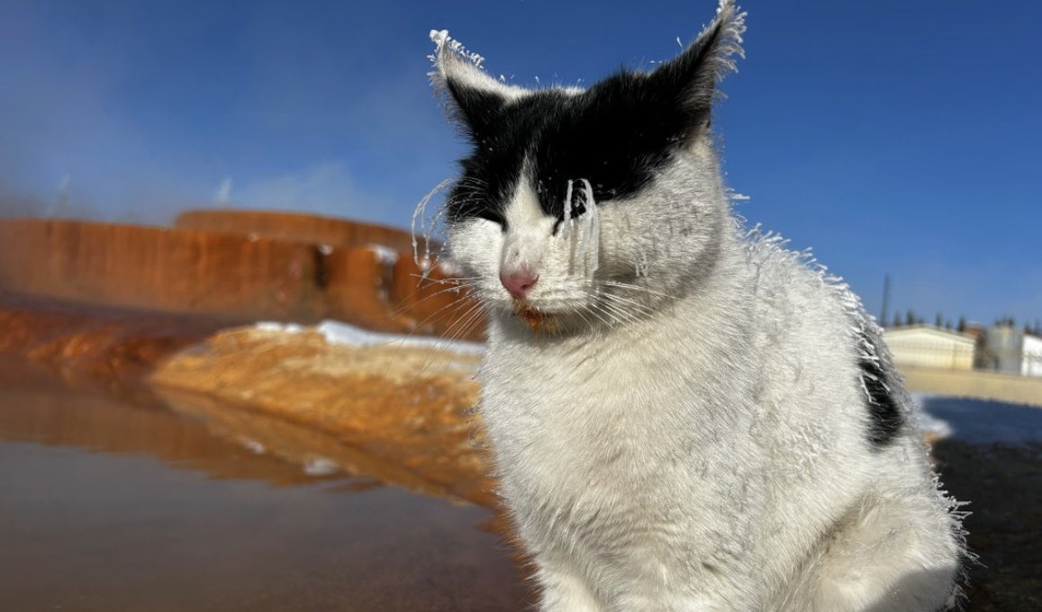Sivas'ta soğuktan donmak üzere olan kedi, termal su kenarında ısınmaya çalıştı.

#enflasyon