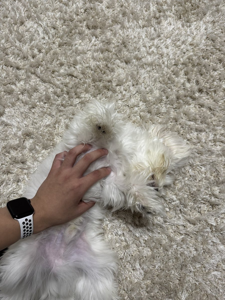 akip752's tweet photo. 死んだ https://t.co/YuiNm3bZVn