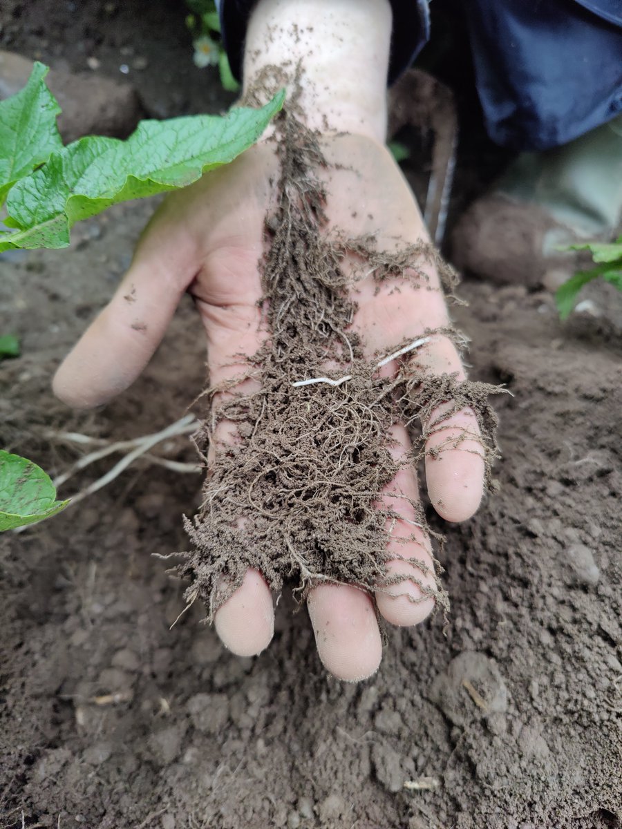 📣Join our team! We looking for a root microbiome and phenotyping technician to join our <a href="/Root2Res/">Root2Res</a>  Roots2Resilience team <a href="/teagasc/">Teagasc</a> Wexford. Mixture of lab and fieldwork. Further details and application here topjobs-teagasc.thehirelab.com/LiveJobs/JobAp… Closing date 2nd Jan. 🥔🦠🌱