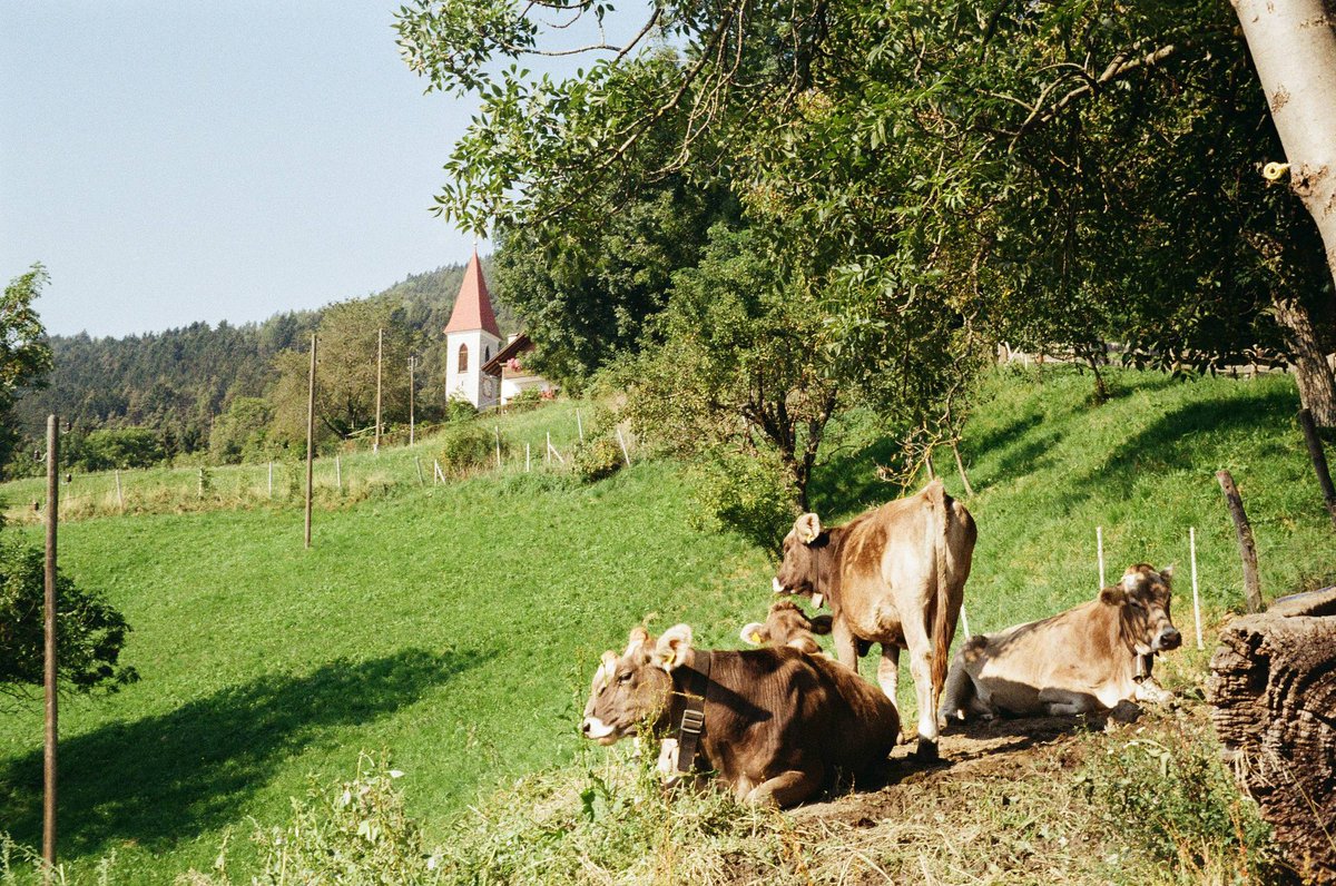 khalsabiotics's tweet photo. In light of the new additive, Bovaer, being trialled by various milk & butter producers, in their cattle feed which is linked to male infertility & reproductive organ damage, its never been more important to support your local farmers who sell raw milk without the addition of this garbage. 

Do not let the corporate world dictate your food. Survival of the most conscious. 

#bovaer 
#rawmilk