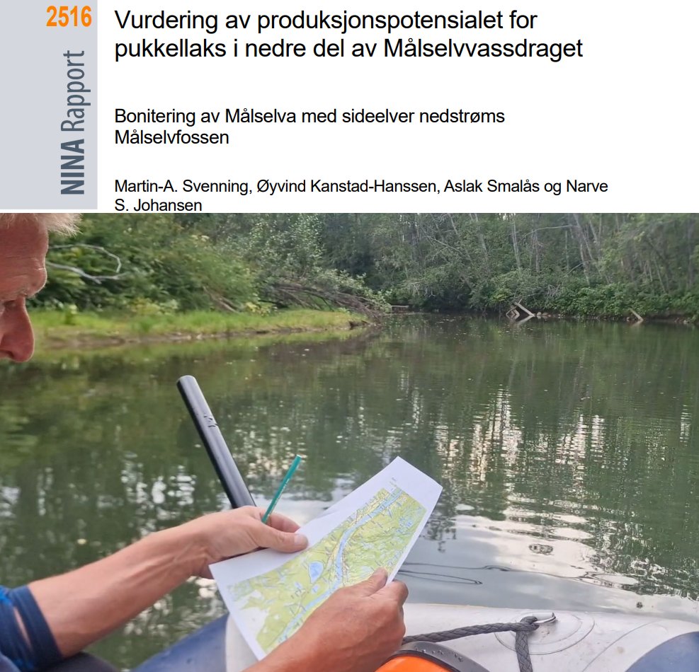 NINAforskning's tweet photo. Ny rapport: Vurdering av produksjonspotensialet for pukkellaks i  nedre del av Målselvvassdraget. Bonitering av Målselva med  sideelver nedstrøms Målselvfossen. #Målselvvassdraget #laksefisk #pukkellaks https://t.co/RG28xl9NBA https://t.co/r0aF9mJ8NH