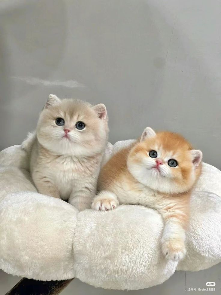 cutemycatmemory's tweet image. P'HEART P'PER IN MOMMY'S EYES