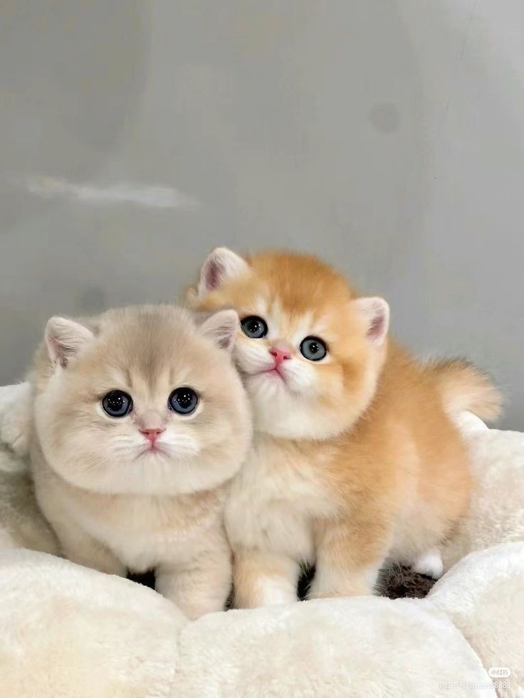 cutemycatmemory's tweet image. P'HEART P'PER IN MOMMY'S EYES