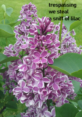 I got this #haiku published in the new issue of The Heron's Nest.

trespassing
we steal
a sniff of lilac

theheronsnest.com/December2024/h…

#poetry