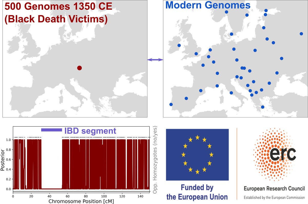 Harald Ringbauer (@haraldringbauer) on Twitter photo PhD opportunity in computational population genetics at <a href="/MPI_EVA_Leipzig/">MPI-EVA Leipzig</a>:
Join our fully funded project to develop IBD-segment tools, connecting high-quality genomes from 500 Black Death victims to modern Europeans. 🌍💻🧬
Please spread the word! 📢🙌
eva.mpg.de/de/karriere/st… PhD opportunity in computational population genetics at <a href="/MPI_EVA_Leipzig/">MPI-EVA Leipzig</a>:
Join our fully funded project to develop IBD-segment tools, connecting high-quality genomes from 500 Black Death victims to modern Europeans. 🌍💻🧬
Please spread the word! 📢🙌
eva.mpg.de/de/karriere/st…
