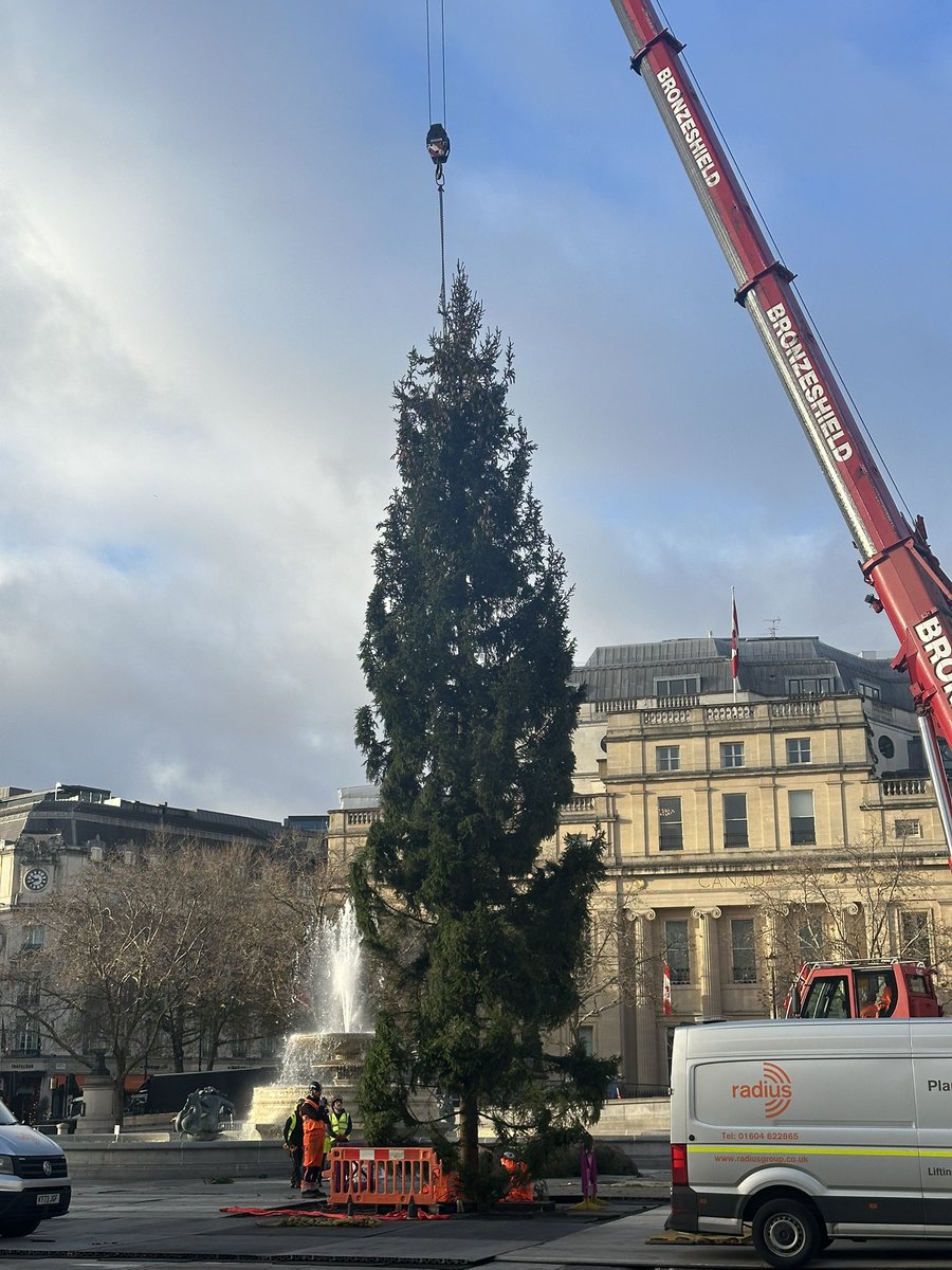 The 'Queen of the Forest' has arrived in #TrafalgarSquare and is already attracting attention. 

60 years old, 20m tall and 1600kg in weight, the #Christmas tree looks beautiful, but the true meaning comes from within.

Norway's gift is important, and here's why 👇 (THREAD)