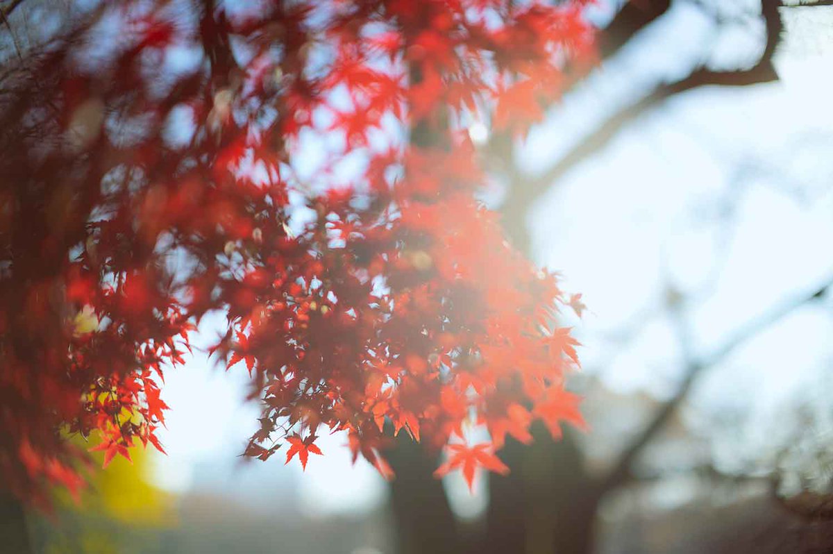 LightBlur_photo's tweet photo. #ストリートフォト #streetphotography #landscapephotography #urbanphotography_city #ボケ #blur #bokeh #nikon #nikkor #nikonphotography #nikonpicturecontrol #ttartisan #ttartisan50mmf095 #creativephotography #50mm #f095 #中華レンズ #chinalens #oldlens https://t.co/0xAS1j5KuL